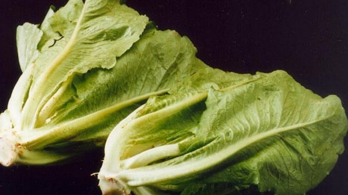Из листьев салата. Ученые создали новый метод доставки инсулина в организм