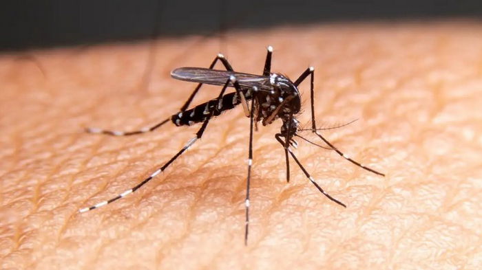Невидимые летние угрозы: врач рассказал, что делать с аллергией на укусы насекомых