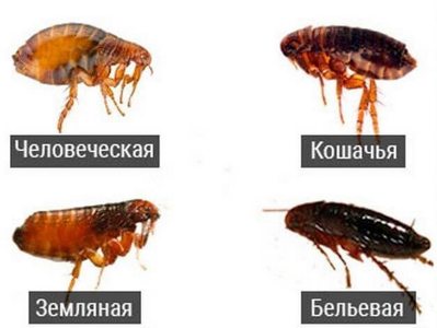 виды блох
