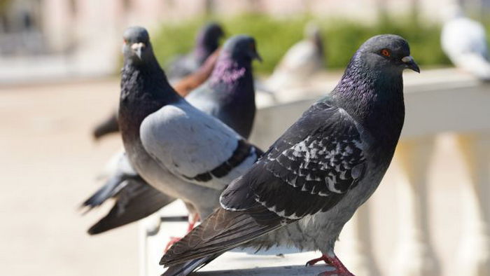 Почему голубь прилетел на балкон и о чем он предвещает: народные приметы