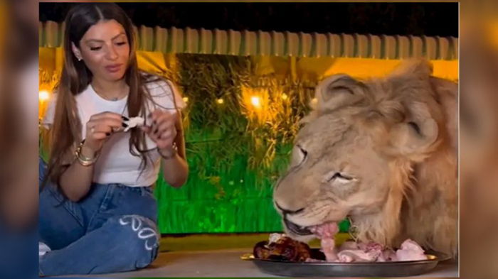 Ни капли страха: женщина поела из одной тарелки со львом (видео)