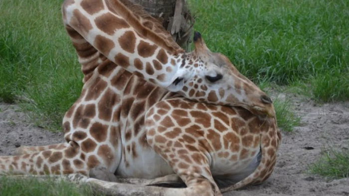Ученые рассказали, как на самом деле спят жирафы с их длинными шеями