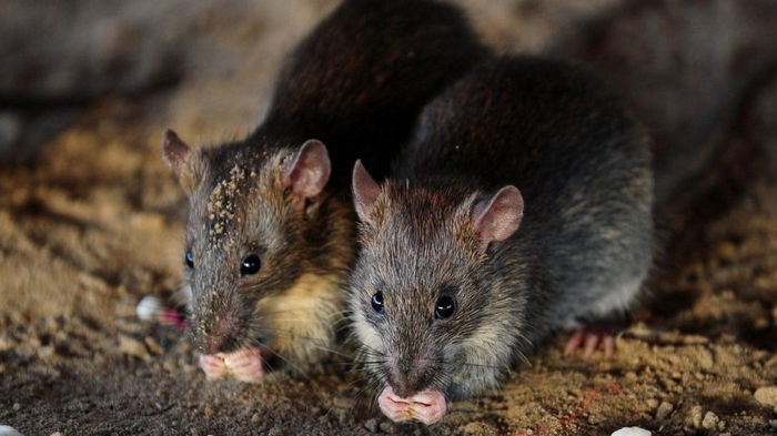 Модификация мозга заставила мышей спать меньше, но оставаться бодрыми