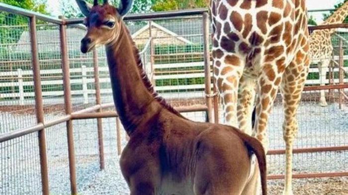 В зоопарке США родился уникальный жираф (видео)