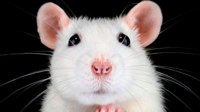 Крысы и мыши в науке: более 1 миллиона ежегодно используют для экспериментов, но почему