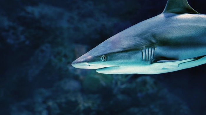 Как глубоко могут заплывать крупные акулы в поисках еды: ученые выяснили это