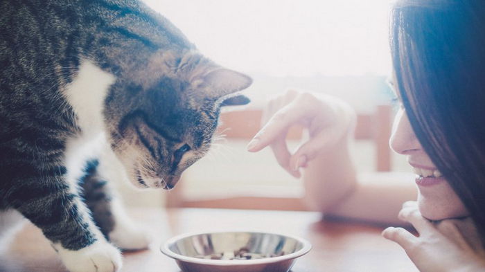 Созданы друг для друга: ученые разгадали причину необычно сильной любви кошек к тунцу