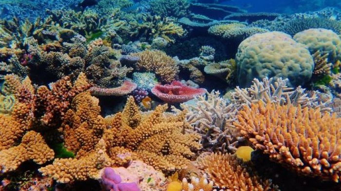 Ученые разгадали секрет кораллов — как им удается выжить в отдаленном океане