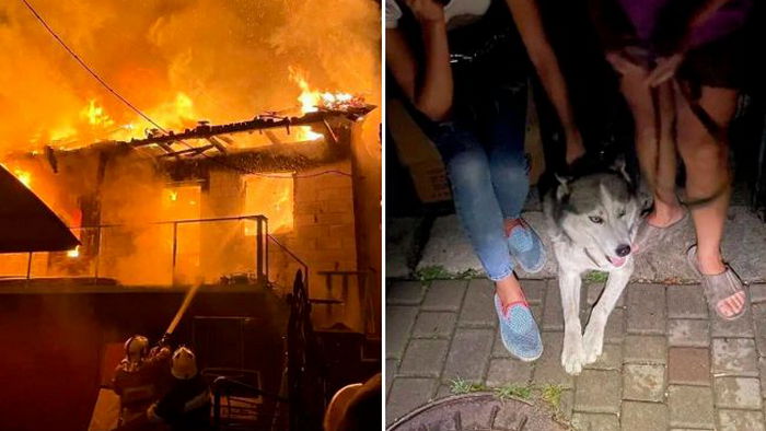 Собака в Ровно спасла от смерти целую улицу: детали