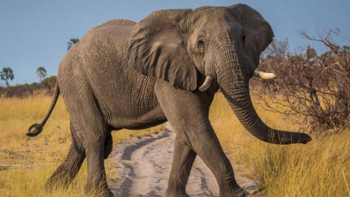 Зовут друг друга по имени. Ученые обнаружили нечто удивительное в поведении африканских слонов