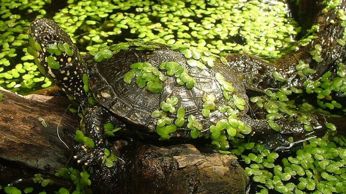 Секрет черепахи в захоронении железного века: ученые объяснили, как животное туда попало (фото)