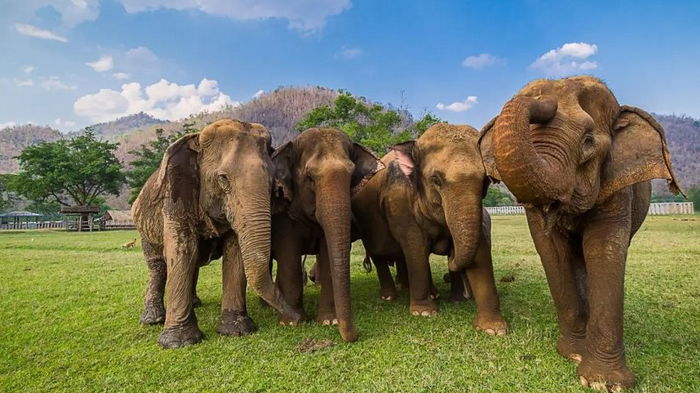 Поражают интеллектом. Ученые обнаружили, что слоны крайне изобретательны в решении головоломок (видео)