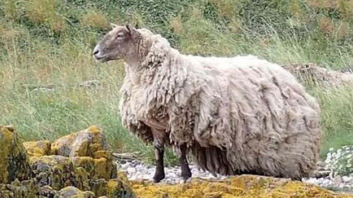 В Шотландии спасли «самую одинокую овцу» Британии — она два года прожила под скалой