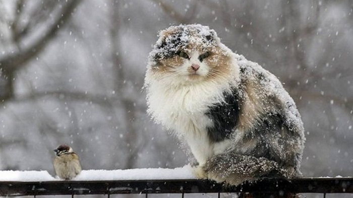 В Украине прогнозируют сильное похолодание и снег