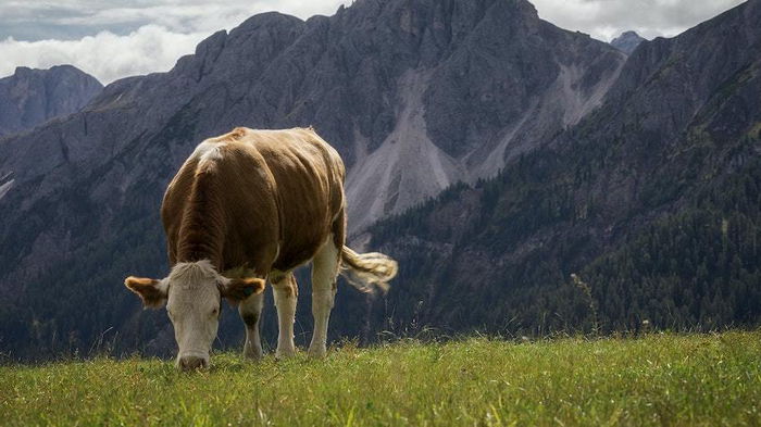 Ученые предлагают кормить коров нарциссами, чтобы замедлить глобальное потепление