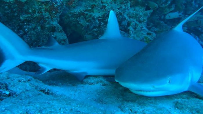 Очень странное поведение акул в океане сбило ученых с толку: дремали на морском дне и зевали (видео)