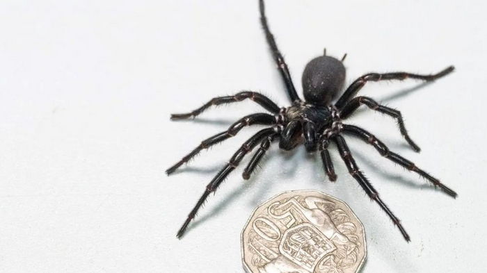 Геркулес уже не тот. В Австралии живет один из самых смертоносных и крупных пауков в мире (видео)