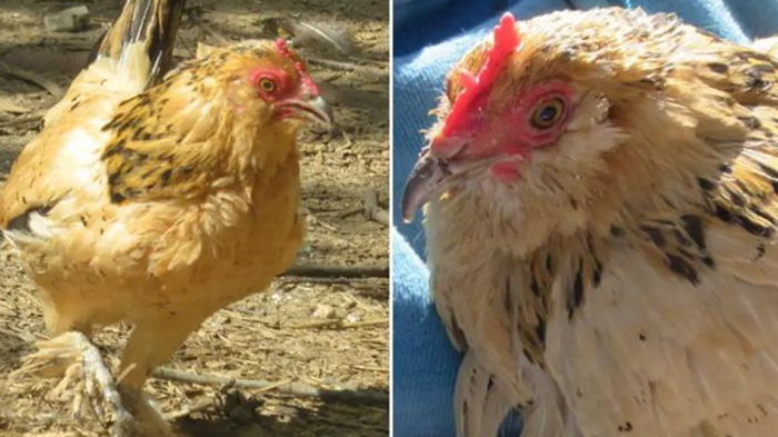 В США умерла самая старая курица на планете