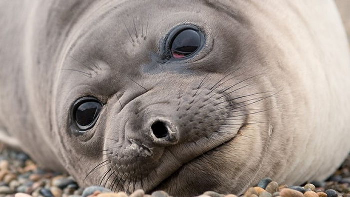 Апокалипсис здесь. Опасный вирус уничтожил 96% детенышей тюленей, не проживших и года