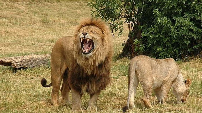 Один крохотный вид с большой головой испортил жизнь всем в Кении: пострадали даже львы
