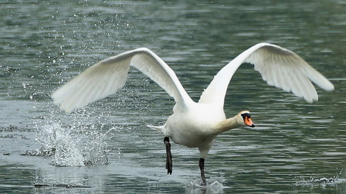 Птичий грипп обнаружили у лебедей на Буковине