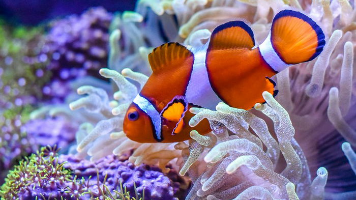 Немо не так дружелюбен. Рыбы-клоуны считают полосы, чтобы отвадить непрошеных гостей