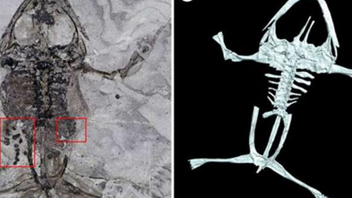 Ученые нашли окаменелости беременной лягушки, которой более 100 млн лет