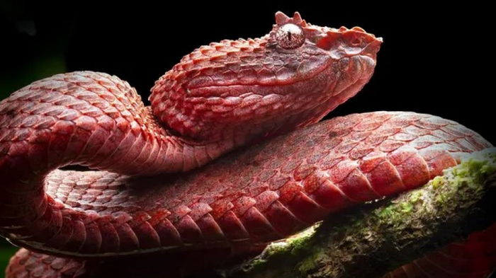 Нечто заставляет змей эволюционировать быстрее, но никто не знает почему