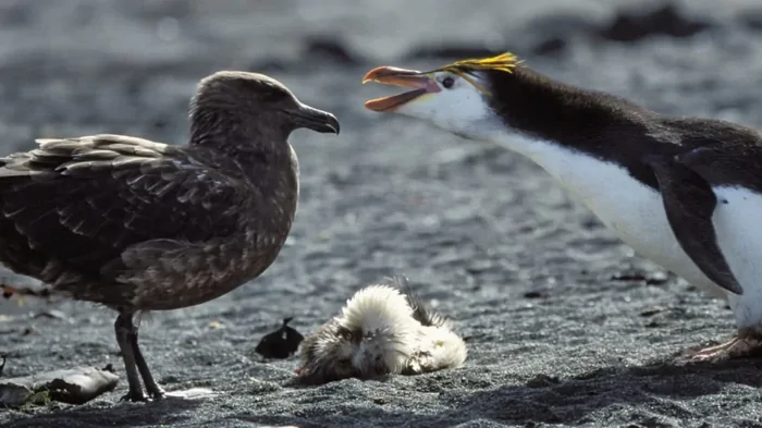 Смертельный вирус захватил почти все земные континенты: последней пала Антарктида