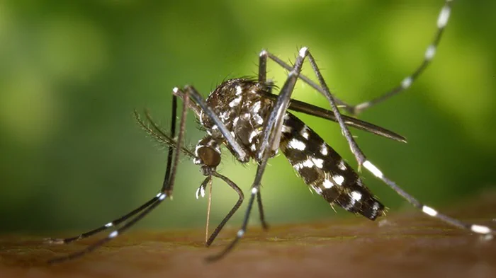 Генетически модифицированных комаров создали бразильские ученые