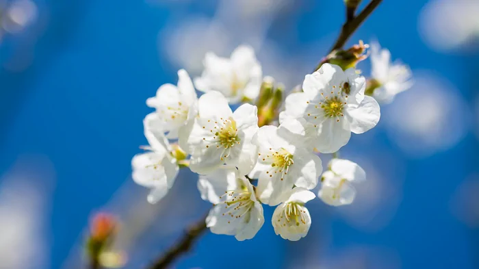 Праздник 7 марта: что нужно сделать и почему стоит загадать желание