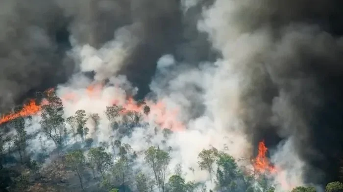 «Зеленые легкие» Земли уничтожит адское пламя: почему леса Амазонки оказались уязвимы