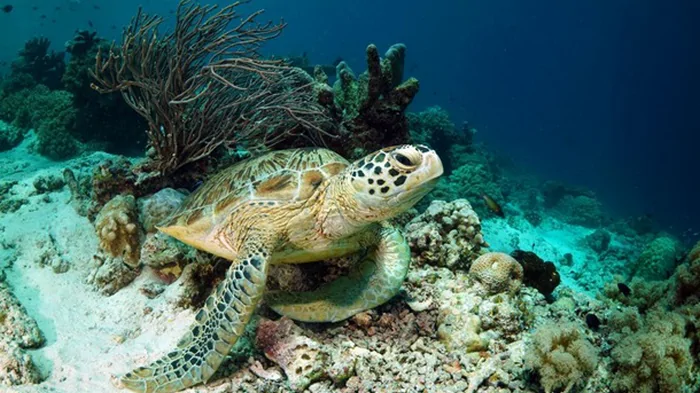 На Занзибаре восемь детей скончались от мяса черепахи