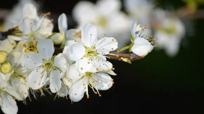 Мясопустное воскресенье 2024: что сегодня обязательно нужно сделать каждому христианину