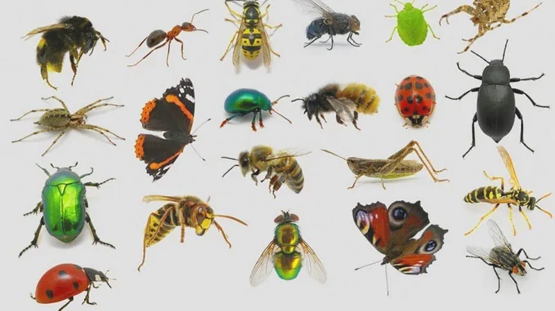 Чому у будинках з'являються комахи?