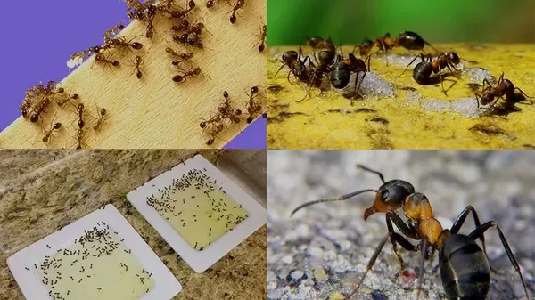 Боротьба з мурахами