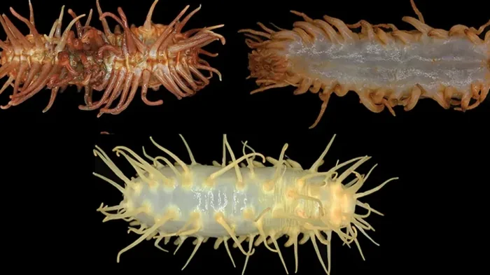 На дне океана обнаружили сразу три новых вида жутких существ: их тела покрыты ножками