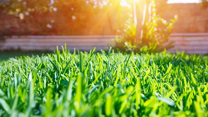 Разновидность газонной травы: как выбрать лучший вариант для сада