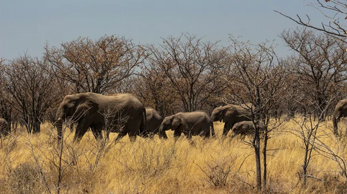 Ботсвана угрожает Германии слонами — ВВС