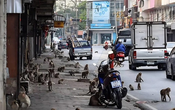 В Таиланде сотни обезьян устроили разборки