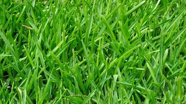 Райграс Райграс