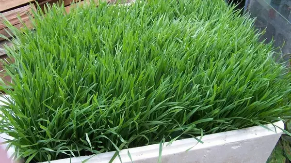 Мятлик Мятлик