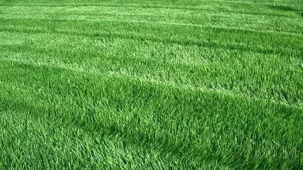 Овсянница Овсянница