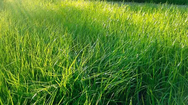 Полевица Полевица