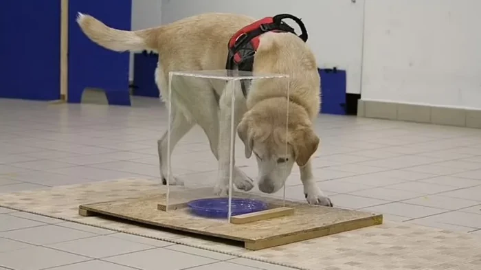 Собаки также хороши в интеллектуальных задачах, как и люди