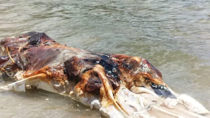 Огромный глобстер: на пляж в Малайзии выбросило загадочное морское существо (фото)