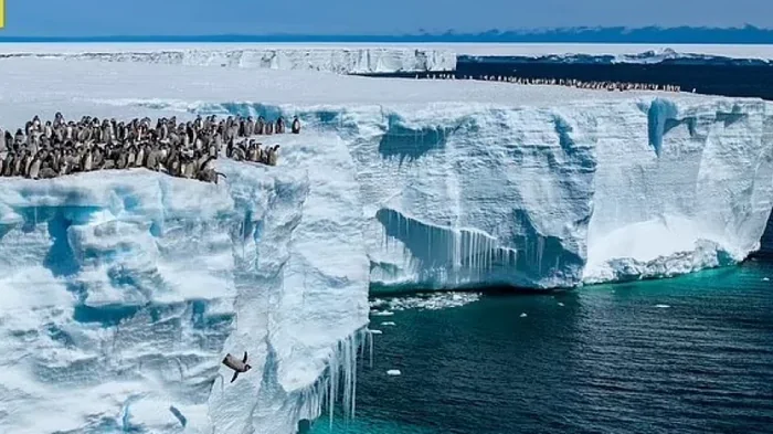 Сотни детенышей пингвинов сбросились с глыбы льда высотой в 15 м: как им удалось выжить (видео)