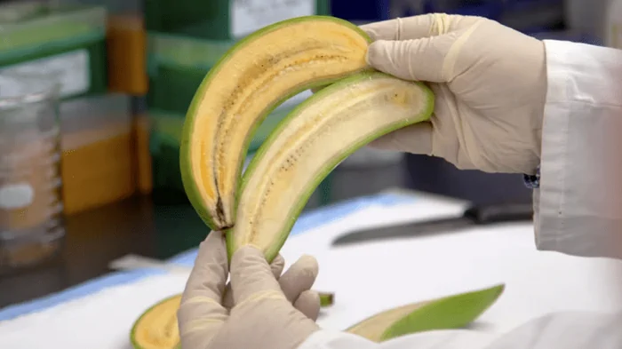 Сомнительная выгода: врачи рассказали, стоит ли делать маски из банановой кожуры