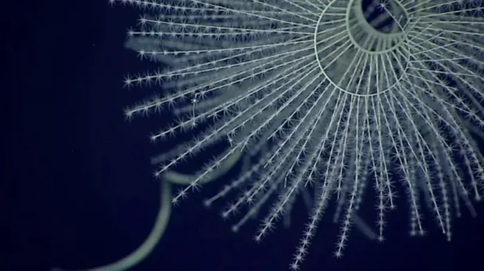 Да будет свет: когда океаны на Земле начали светиться изнутри