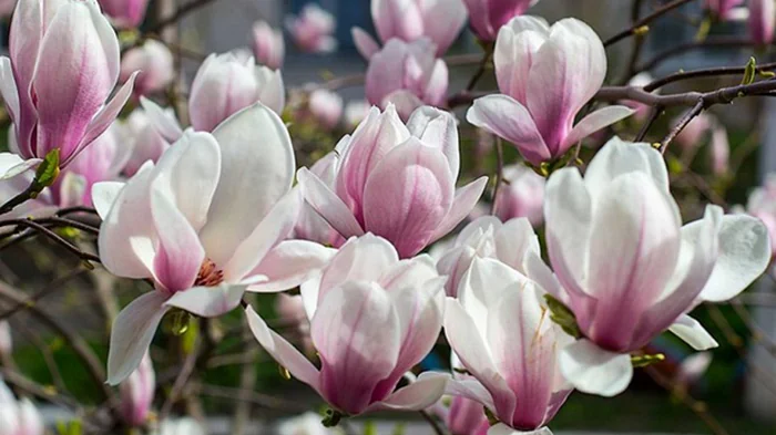 Погода в Киеве: в апреле зафиксировано 13 температурных рекордов